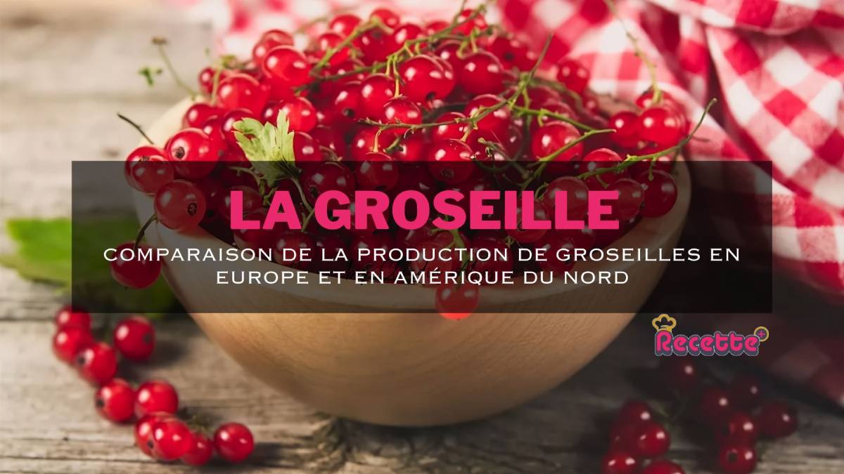 Comparaison de la production de groseilles en Europe et en Amérique du Nord : similitudes et différences