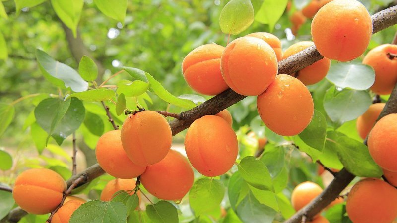 abricots