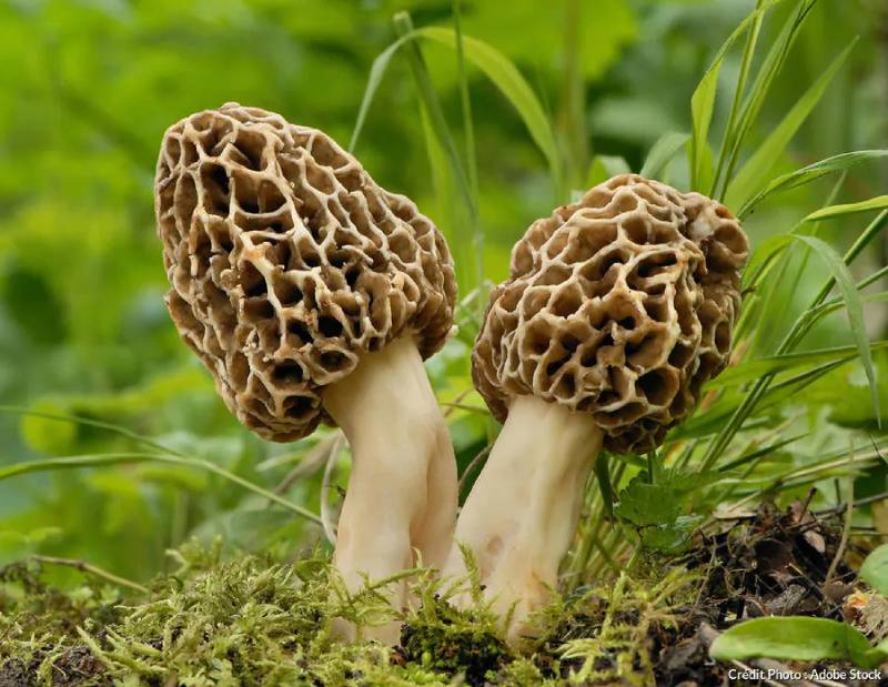 morilles