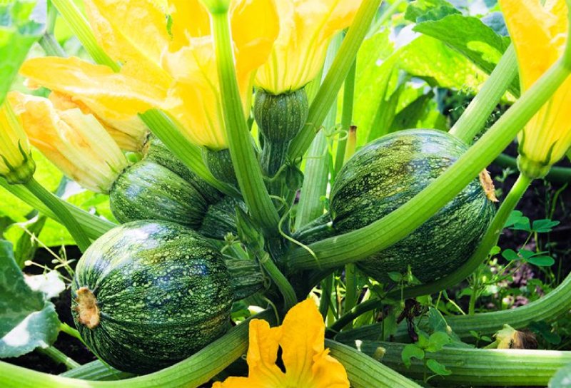 courgettes rondes