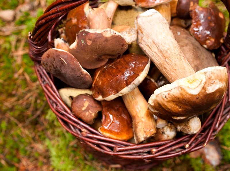 champignons