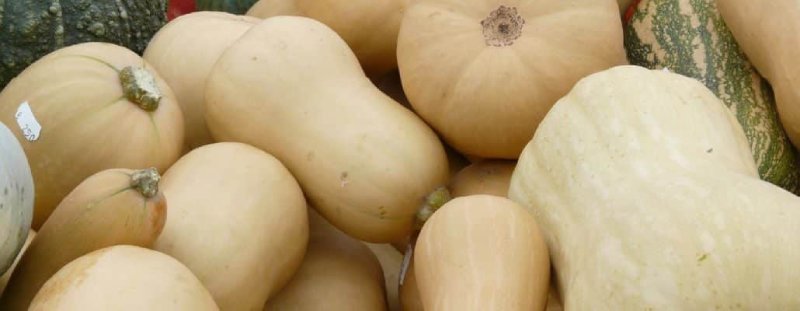 courge musquée