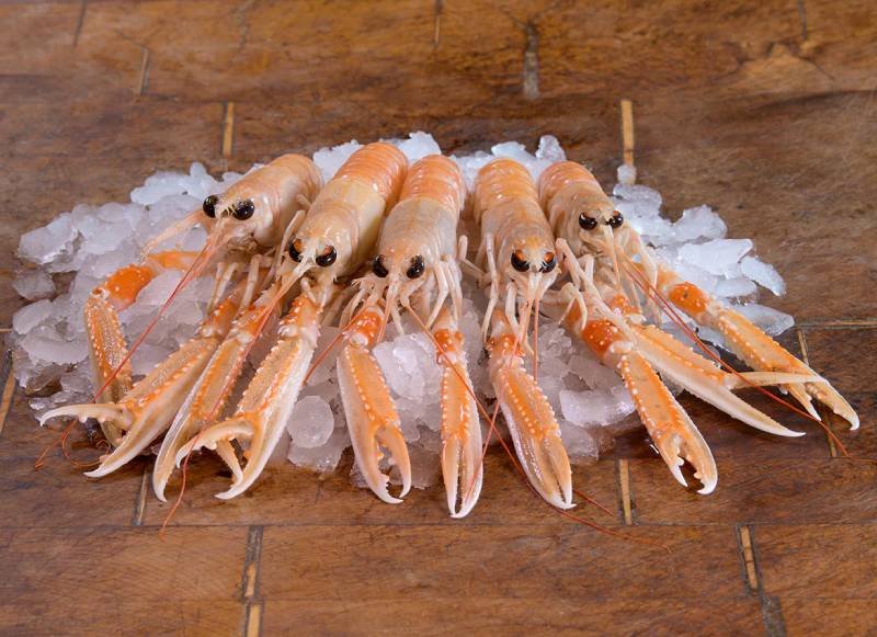 langoustines