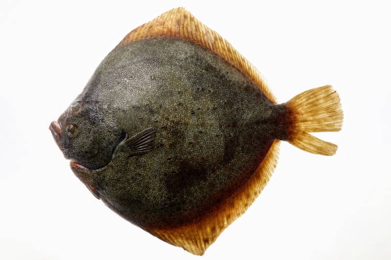 turbot