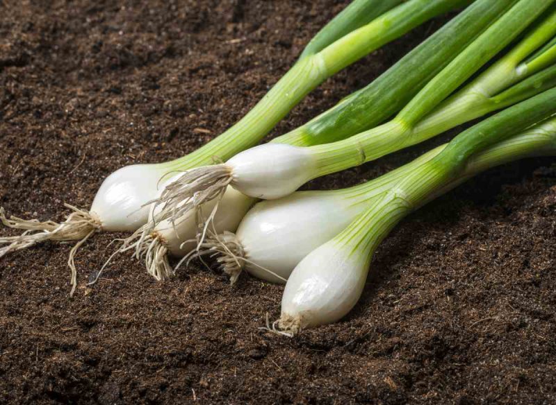 oignons nouveaux