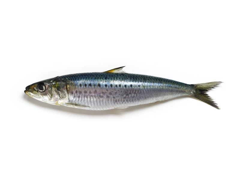 sardines