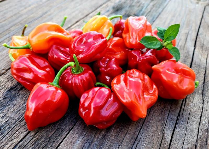 piment
