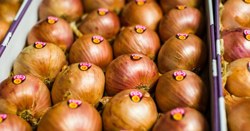 oignons de Roscoff