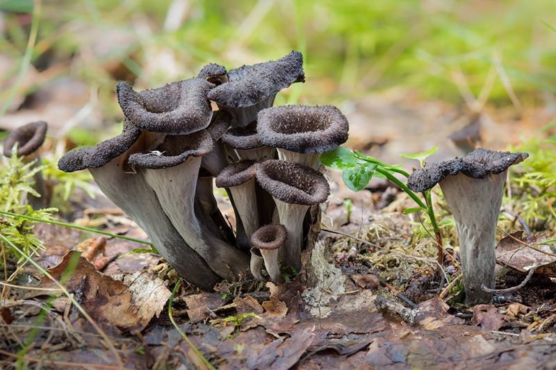 trompettes de la mort
