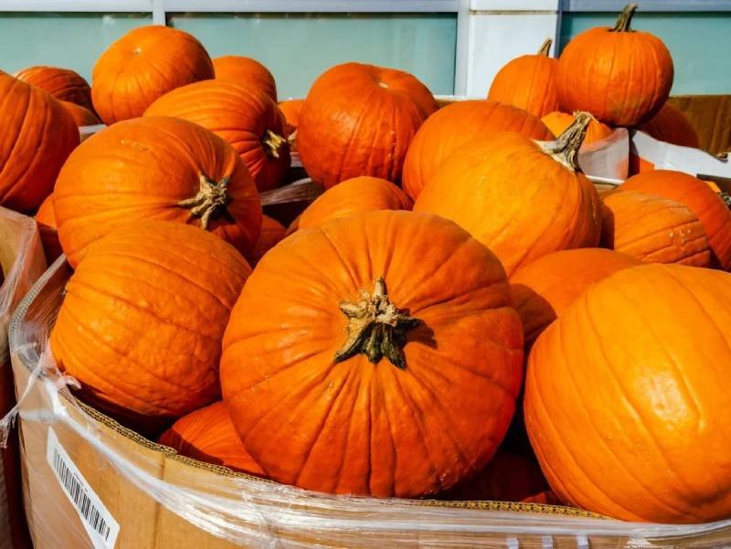 pumpkin