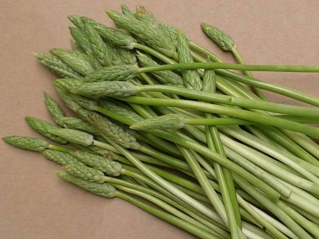 asperges sauvages