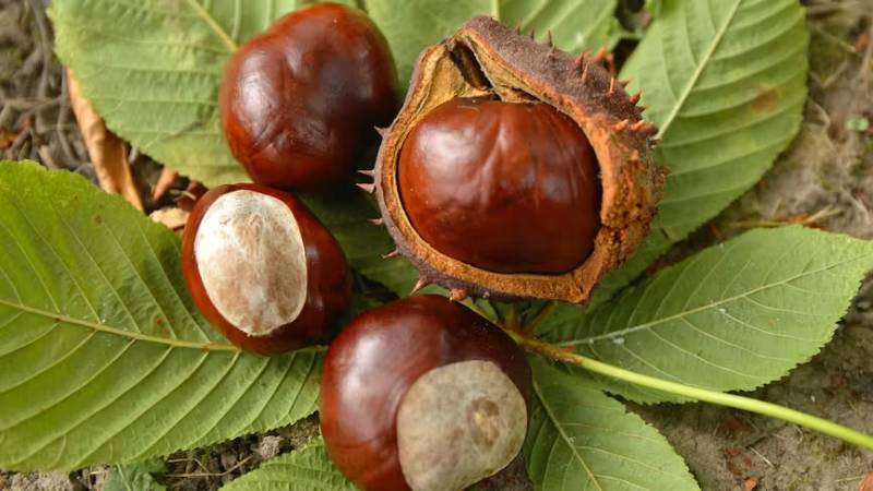 marrons