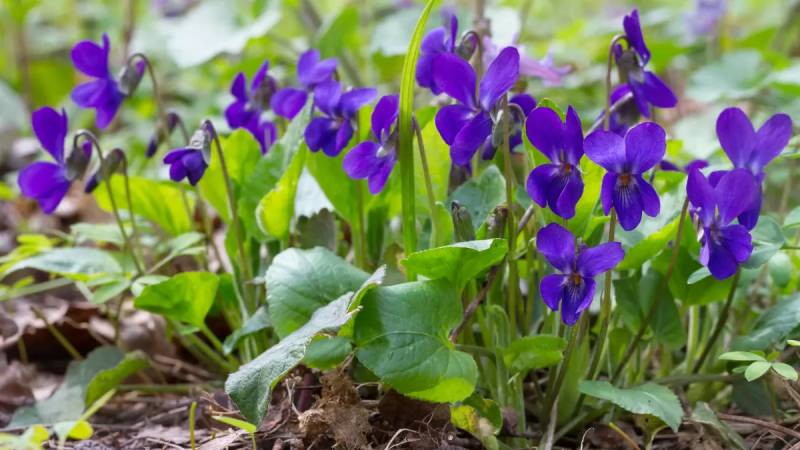 violette