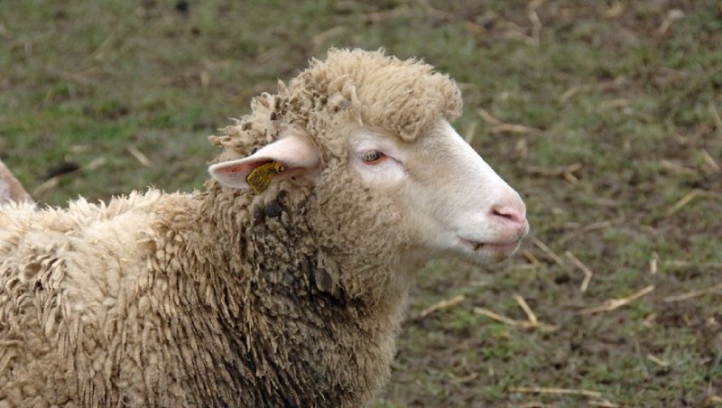 mouton
