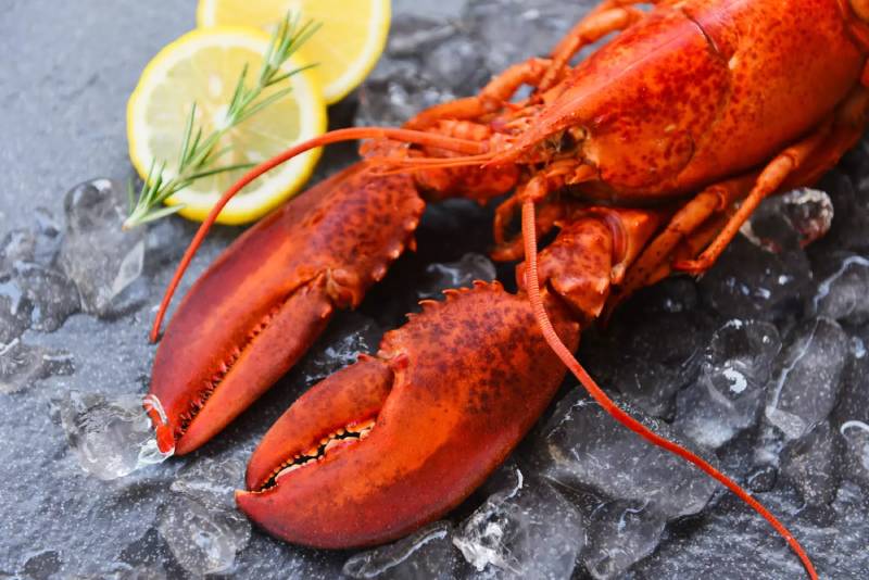 langouste