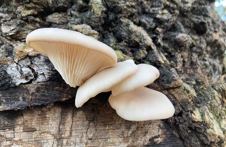 pleurotes