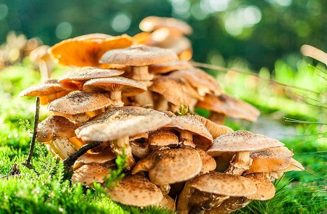 champignons des bois