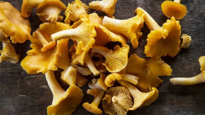 chanterelles