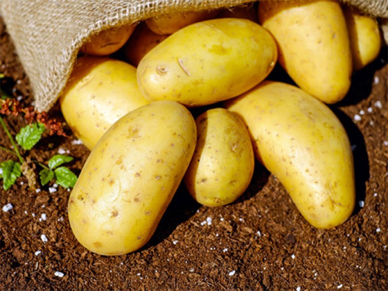 pommes de terre nouvelles