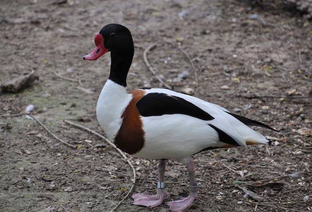 canard sauvage