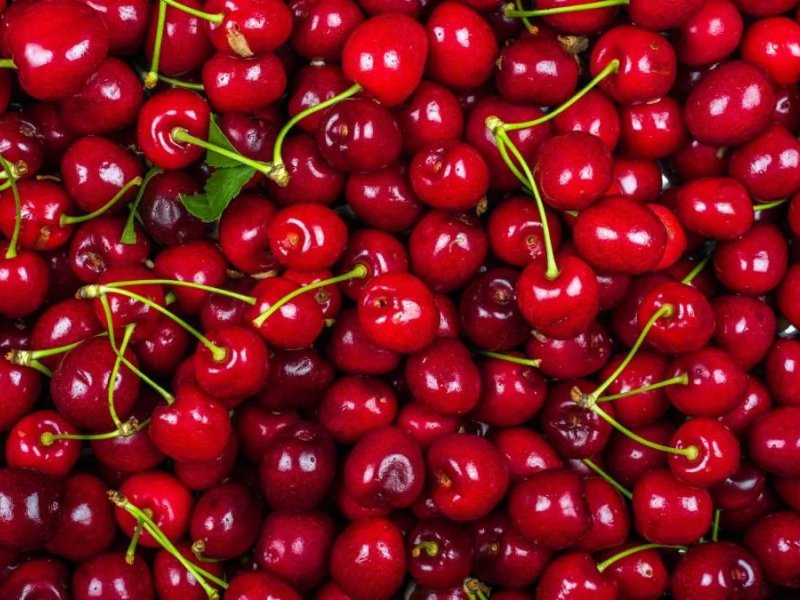 Tout savoir sur la cerise