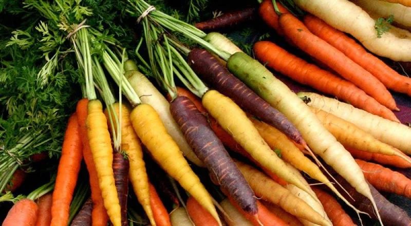 La carotte dans tous ses états : bienfaits, variétés, conservation et recettes