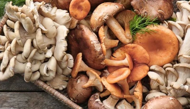 Tout savoir sur les champignons, bienfaits et idées de recettes