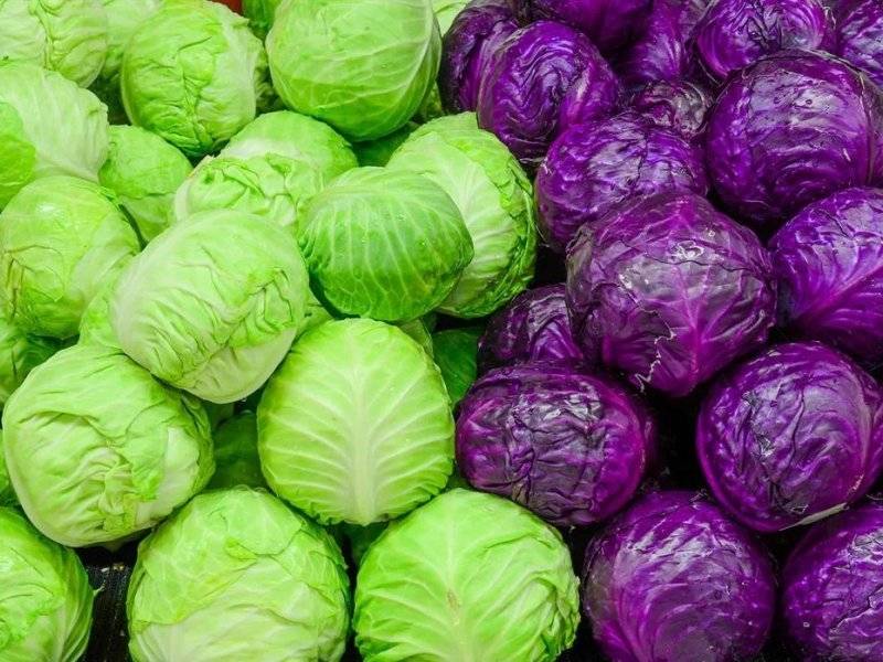 Chou : Variétés, Bienfaits, Cuisson et idées de recettes