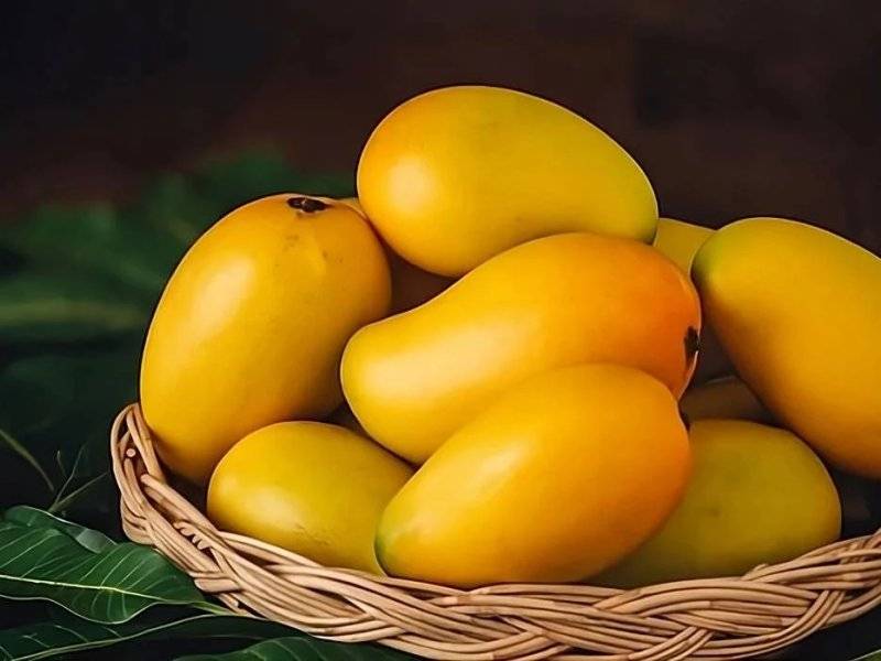Tout savoir sur la mangue