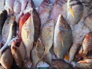 Poissons