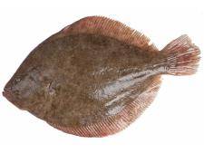 Turbot