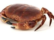 Crabe