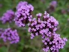 Verveine