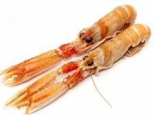 Langoustine