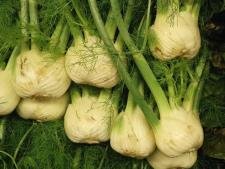 Fenouil