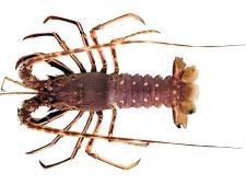 Langouste
