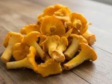 Chanterelle