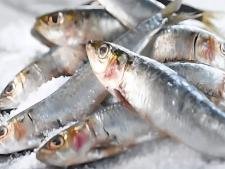 Sardine