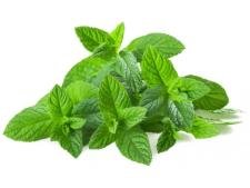 Menthe