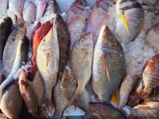 Poissons