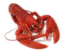 Homard