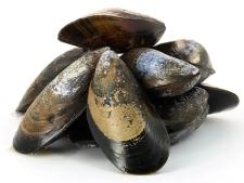 Moule