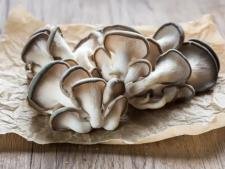 Pleurote