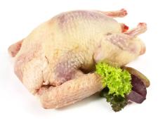 Pigeon