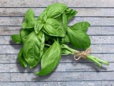 Basilic