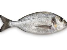 Dorade