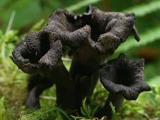 Trompette de la mort
