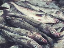 Haddock