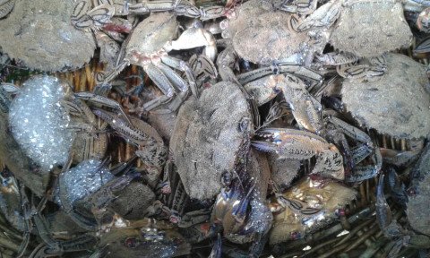 Soupe détrilles facile