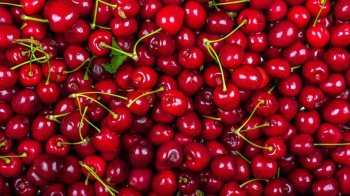 Tout savoir sur la cerise